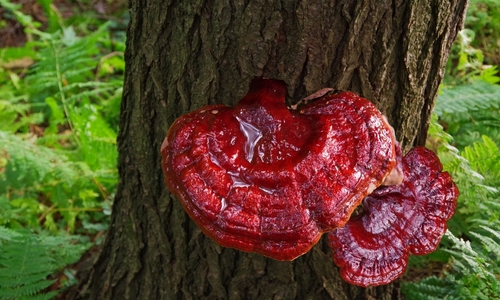 Reishi lesklokorka